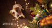 Tips for Cat and Dog Proofing a Christmas Tree