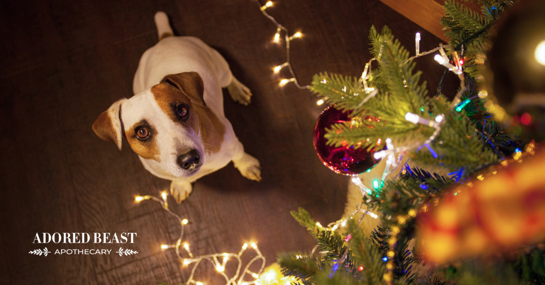 Tips for Cat and Dog Proofing a Christmas Tree