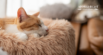 Feline Epilepsy: Causes, Symptoms, and How to Support Your Cat