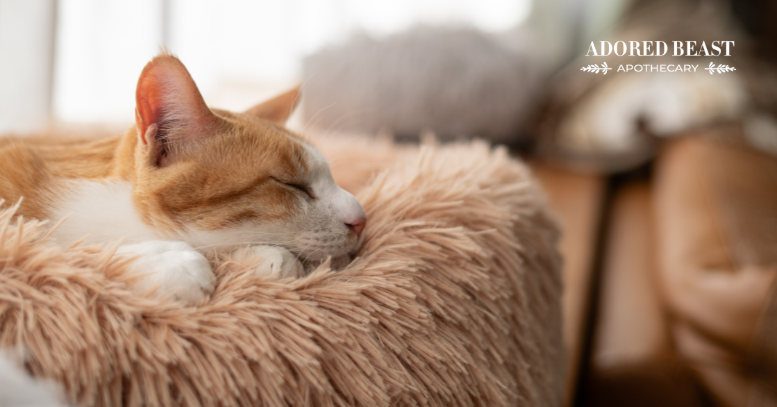 Feline Epilepsy: Causes, Symptoms, and How to Support Your Cat