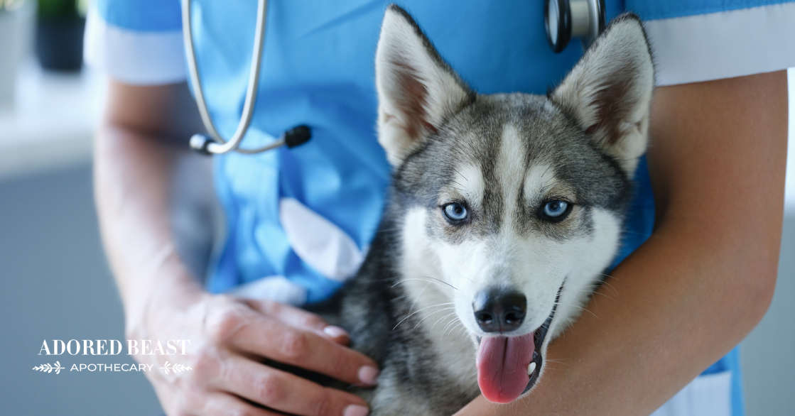 What is a Titer Test for Dogs? Understanding the Benefits and Uses