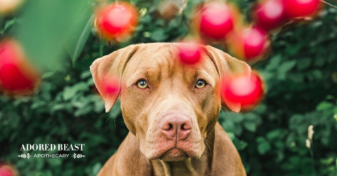 Can Dogs Eat Cherries