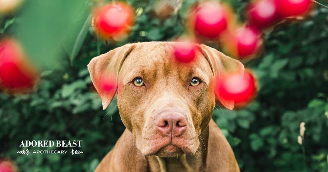 Can Dogs Eat Cherries?