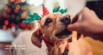 2 Healthy Holiday Dog Treat Recipes