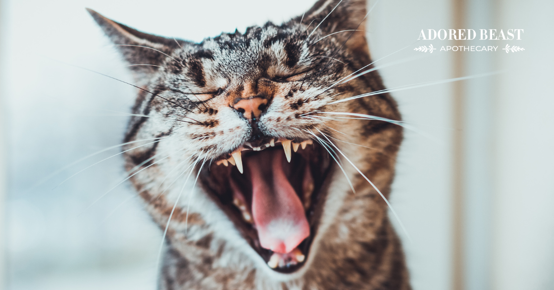 How to Brush a Cat’s Teeth (& Why it’s Crucial)