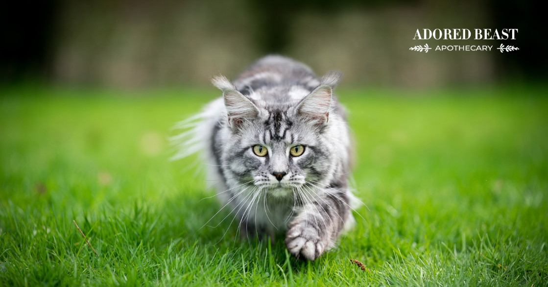 How to Choose the Best Probiotic for Cats