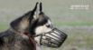 Dog Muzzles: When, Why, and How to Use Them