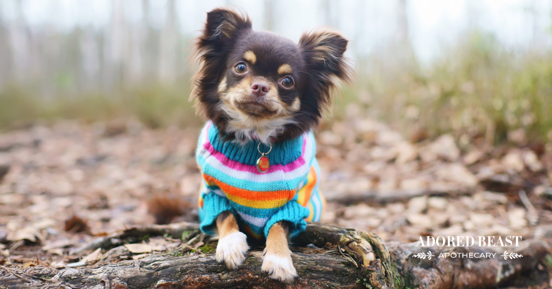 Should You Dress Up a Pet?