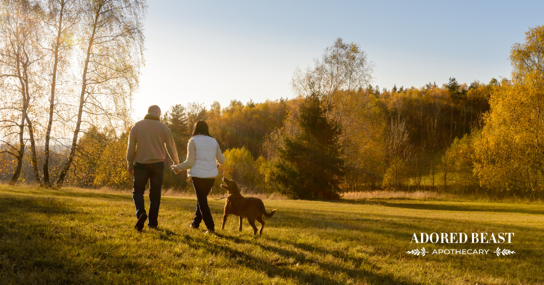 The Benefits of Walking Your Dog