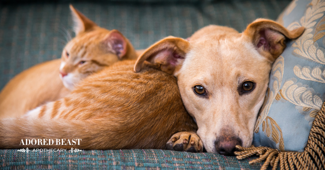 signs of grief in dogs