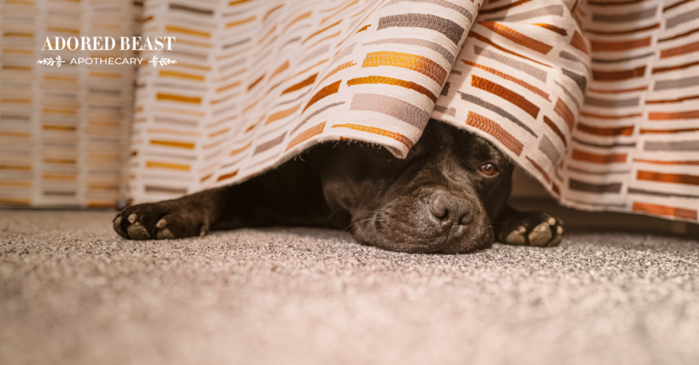 How to Calm a Dog in a New Environment (& Protect Their Health)