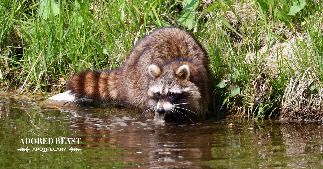 Leptospirosis in Dogs: What You Need to Know