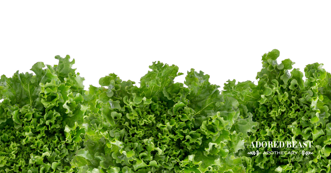 can dogs eat lettuce
