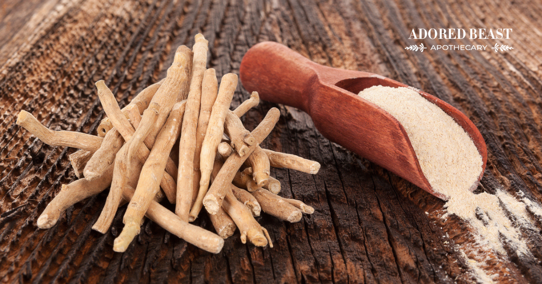 Amazing Ashwagandha for Dogs and Cats