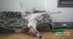 Calming Foods for Dogs: Natural Nutrition to Soothe Anxiety