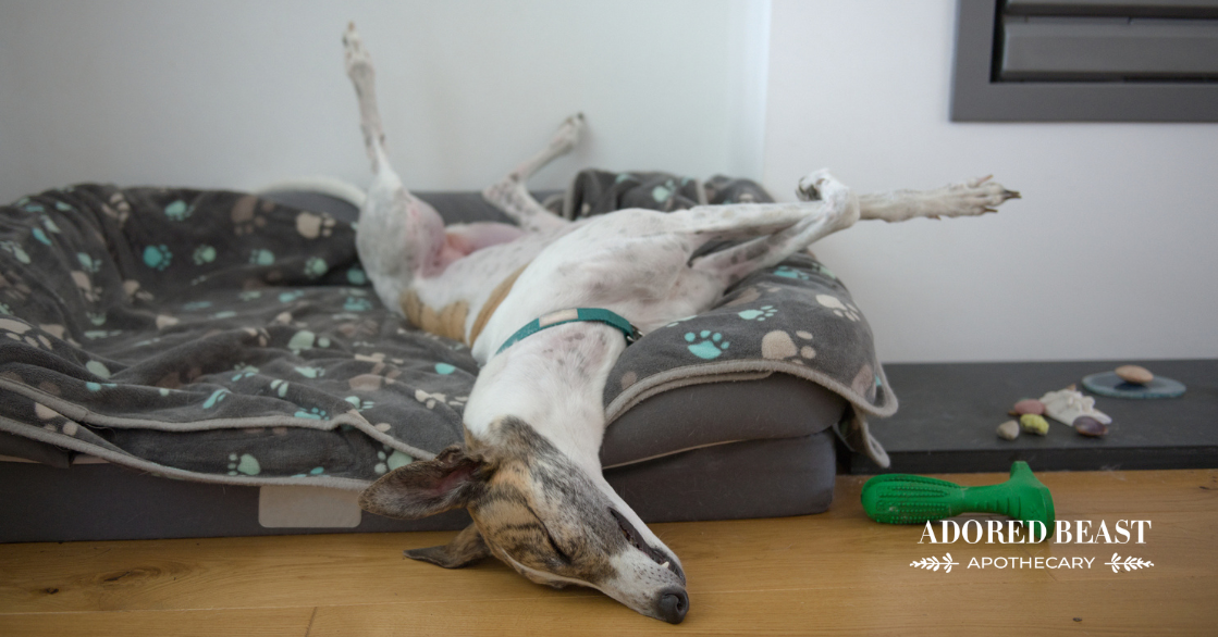 Calming Foods for Dogs: Natural Nutrition to Soothe Anxiety