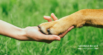 Do Cats & Dogs Improve Human Health? The Science Says Yes