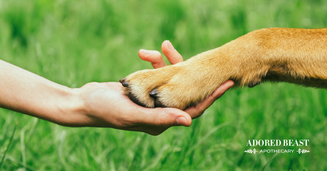 Do Cats & Dogs Improve Human Health? The Science Says Yes