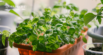 Tummy Troubles Be Gone! 7 Herbs for Dog Digestion