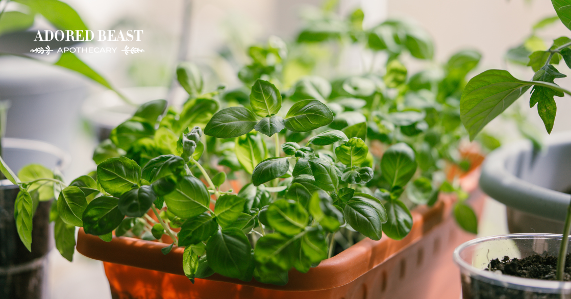 Tummy Troubles Be Gone! 7 Herbs for Dog Digestion
