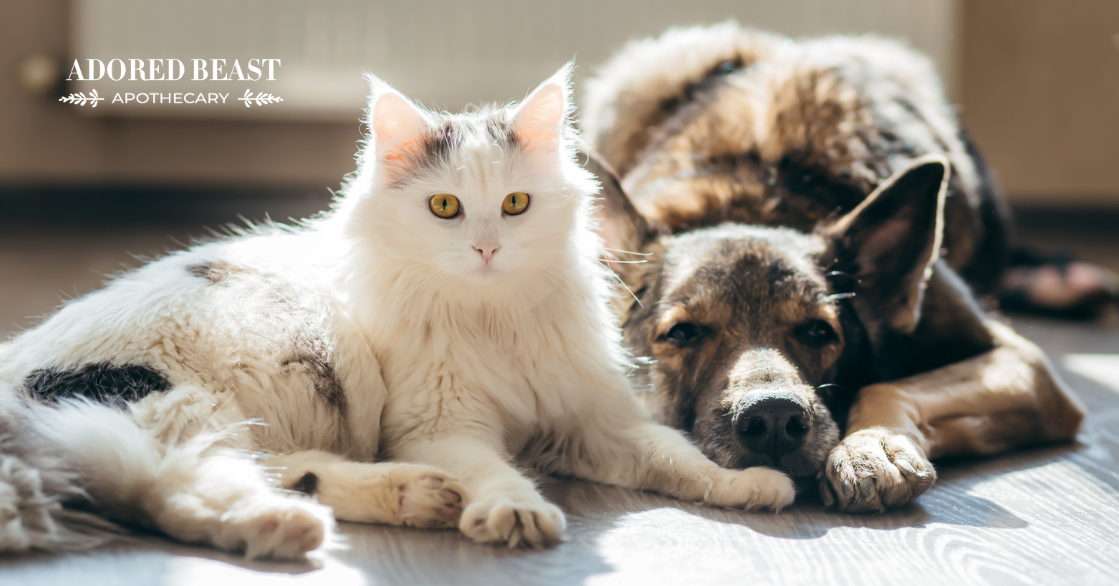 What Are Postbiotics for Dogs and Cats?