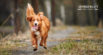 Do You Know the Signs of a Happy Dog? Understanding Dog Body Language