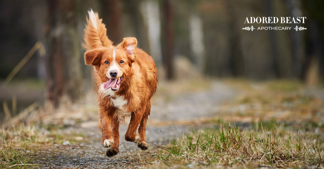 Do You Know the Signs of a Happy Dog? Understanding Dog Body Language
