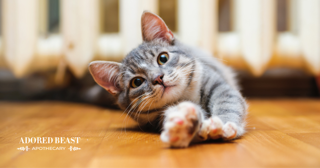 Top Skin Supplements for Cats: Naturally Support Coat and Skin