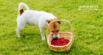 Can Dogs Eat Raspberries?