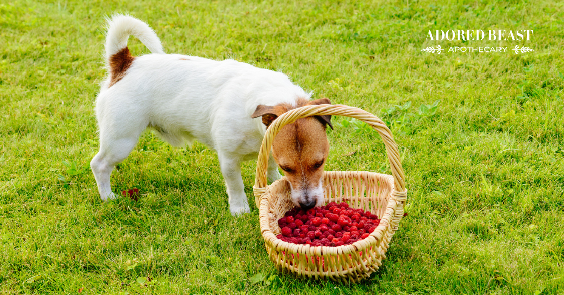 Can Dogs Eat Raspberries?