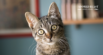 Can Cats Get Avian Flu?