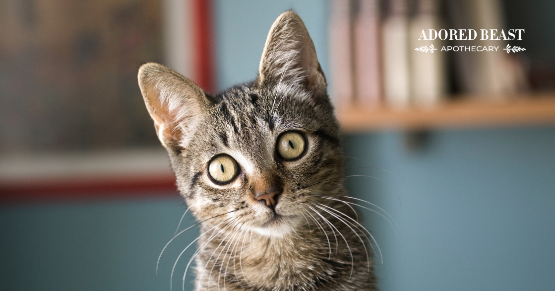 Can Cats Get Avian Flu?