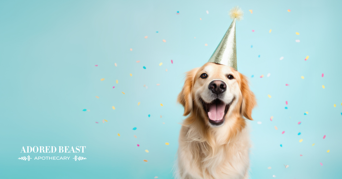 How to Throw the Ultimate Dog Party