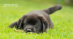 [RESEARCH] Is Herbicide Safe for Dogs?
