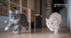 How to Help a Cat Lose Weight Safely