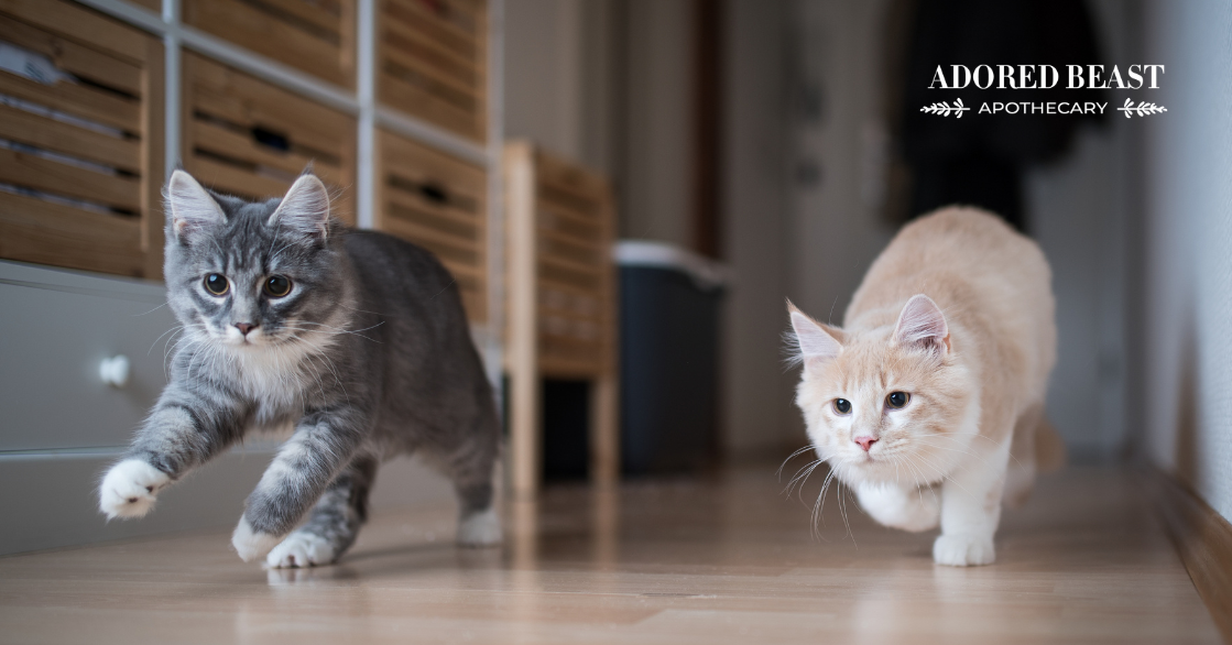 How to Help a Cat Lose Weight Safely