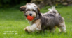 How to Help a Dog Lose Weight: A Gentle, Healthy Approach