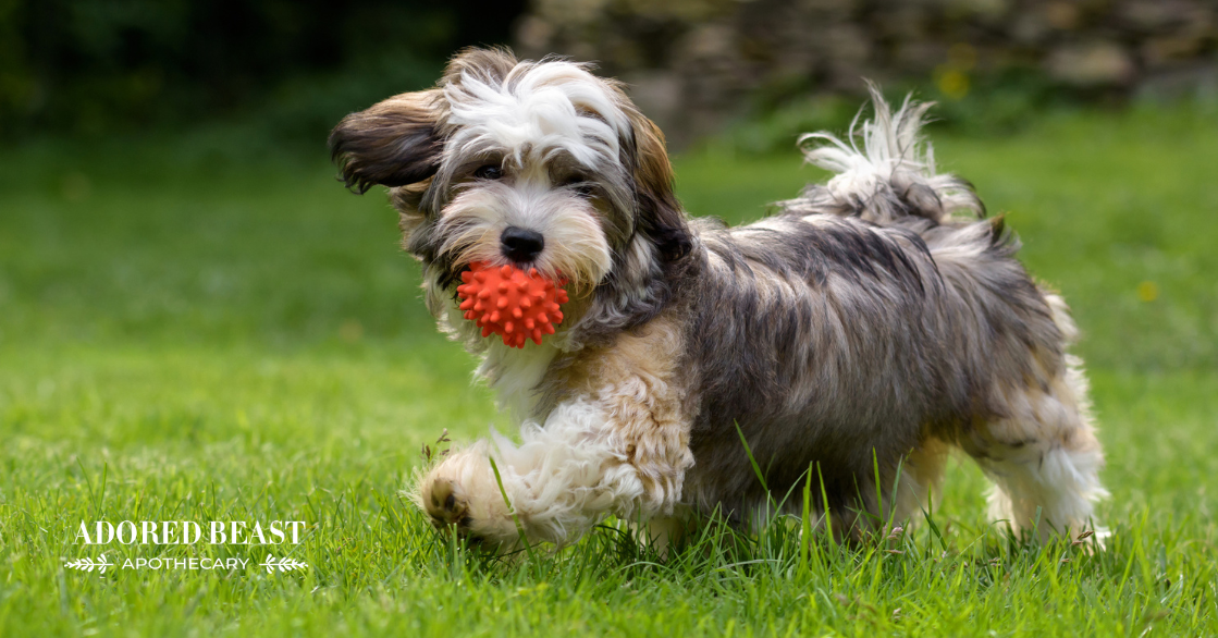 How to Help a Dog Lose Weight: A Gentle, Healthy Approach