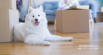 Tips for Moving with a Dog or Cat