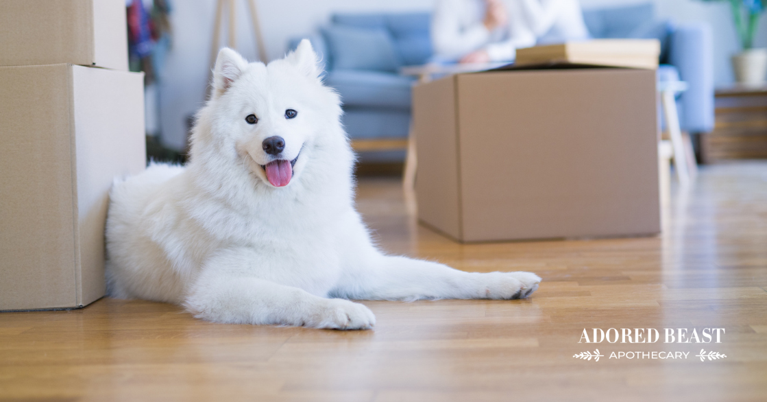 Tips for Moving with a Dog or Cat