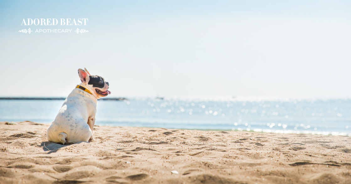 Sunscreen for Dogs and Cats: The Dangers and Safer Alternatives