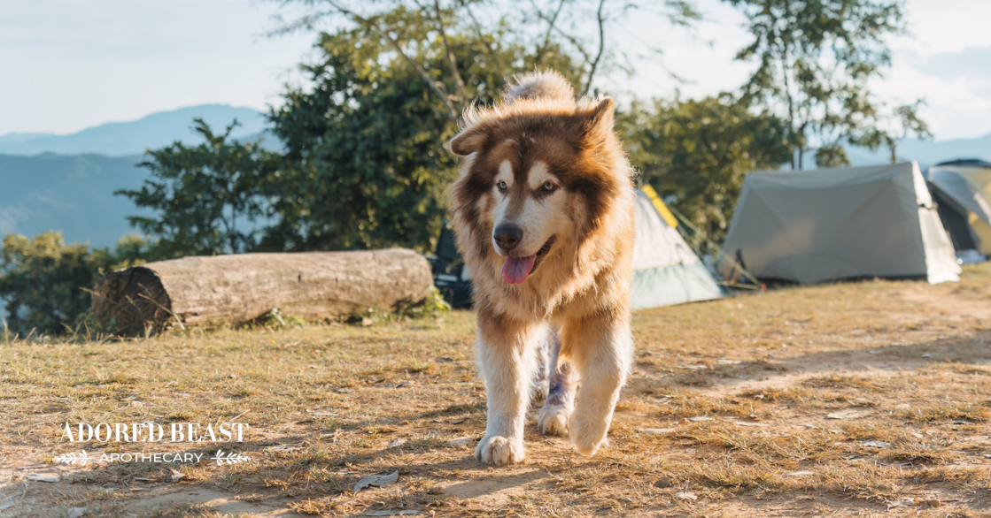 IBS in Dogs: What It Is and Natural Ways to Help