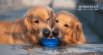 Healthy Drinks for Dogs to Beat the Heat