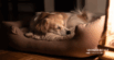 Understanding Heat in Dogs: What to Expect and How to Help
