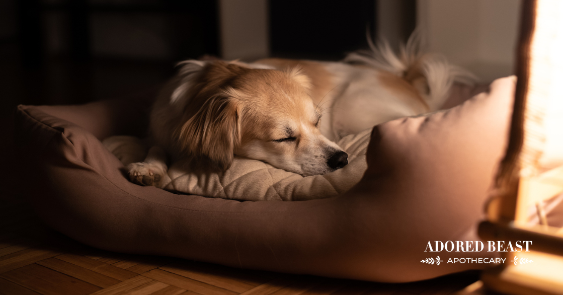 Understanding Heat in Dogs: What to Expect and How to Help