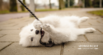 The Puppy Blues: Are They Normal and How to Cope