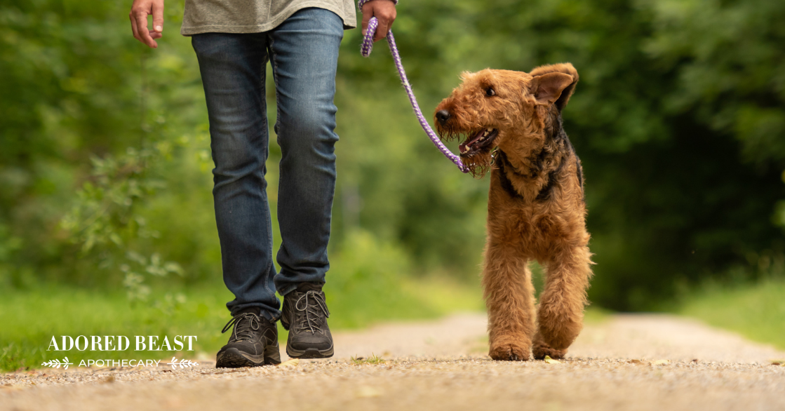 Do I Need to Walk My Dog Every Day?