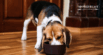 GERD in Dogs: Understanding and Supporting Your Pup Naturally