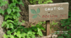 Can Dogs Get Poison Ivy (+ What Next)?