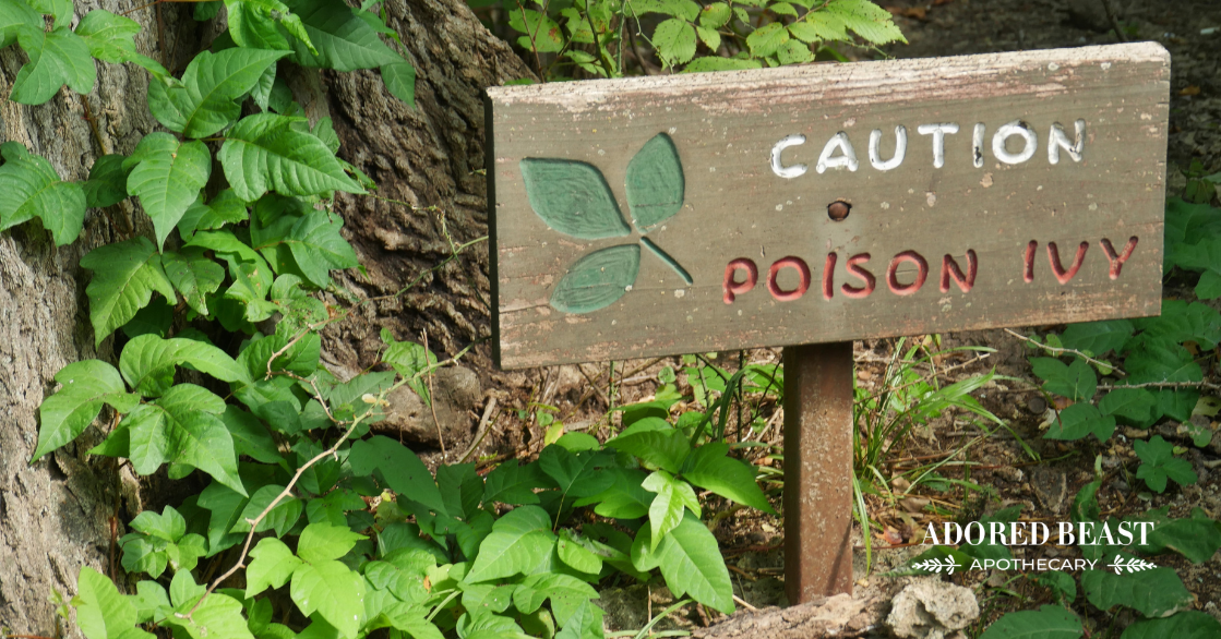 Can Dogs Get Poison Ivy (+ What Next)?